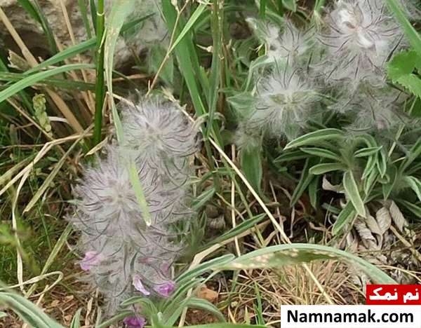 چای کوهی برای قاعدگی
