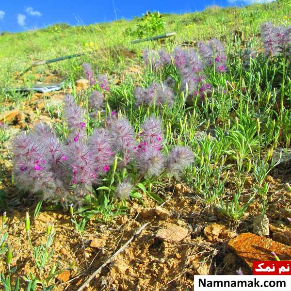 چای کوهی برای قاعدگی