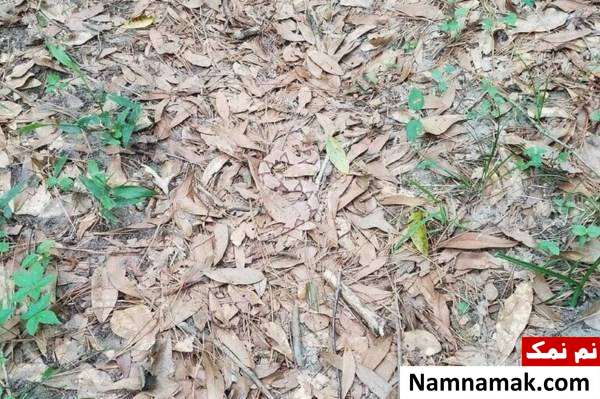 معمای مار وسط برگها معمای مار