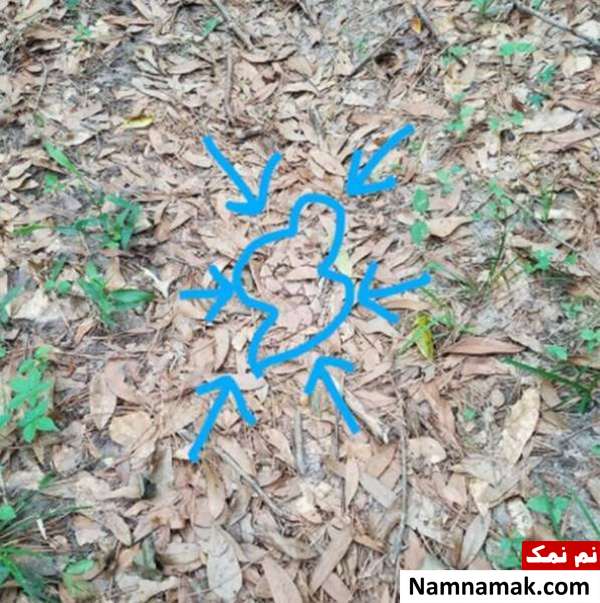 جواب معمای مار پنهان بین برگها معمای مار