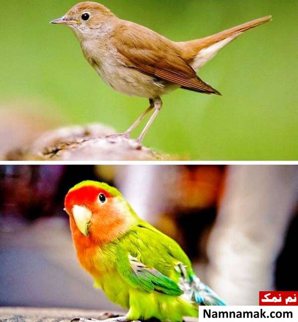 پرند باهوش یا زیبا 
