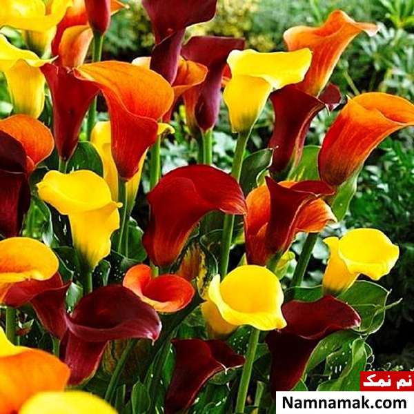آموزش کاشت گل شیپوری