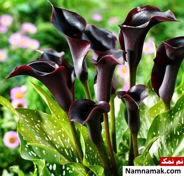  کاشت گل شیپوری در باغچه