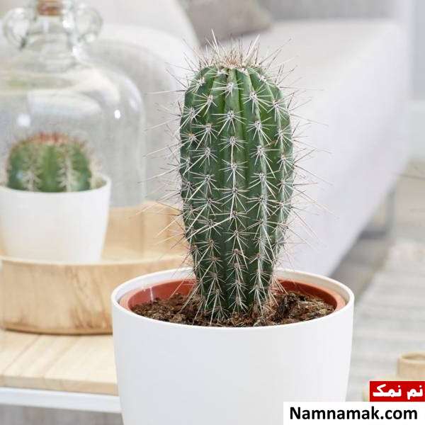 تاثیر کاکتوس در جذب امواج مضر مودم