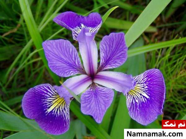 تمام خواص زنبق و فواید زنبق برای بدن