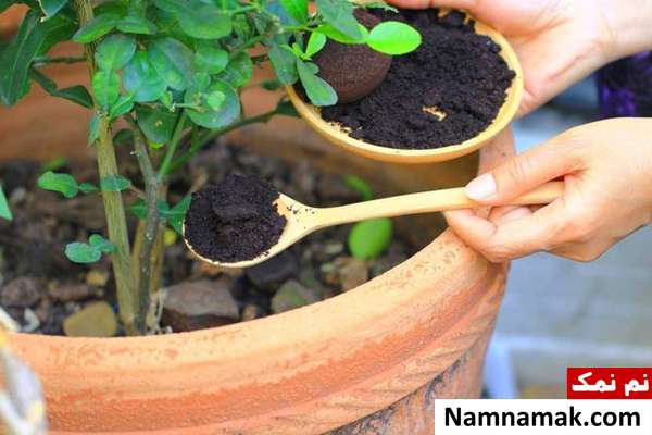 تفاله چای برای گیاه خاصیت تفاله چای برای گیاهان