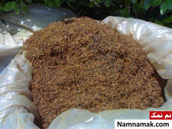 کود چای تفاله چای برای کود