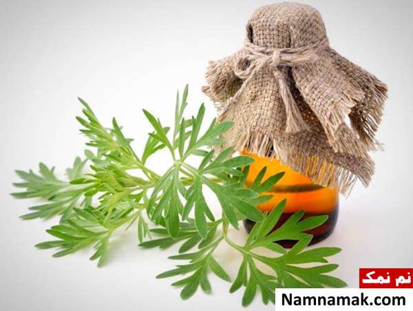افسنطین افسنطین در طب سنتی