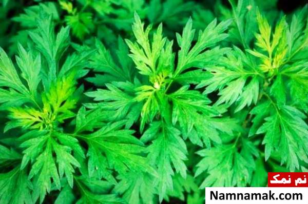 گیاه افسنطین گیاه افسنطین برای کبد