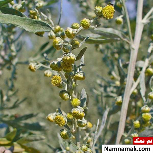 ارزش غذایی افسنتین شیرین