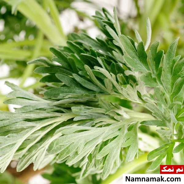 خواص و فواید افسنتین شیرین