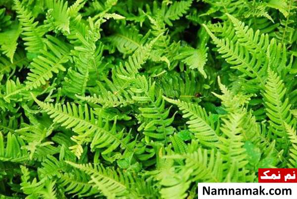 خواص گیاه دارویی بسفایج