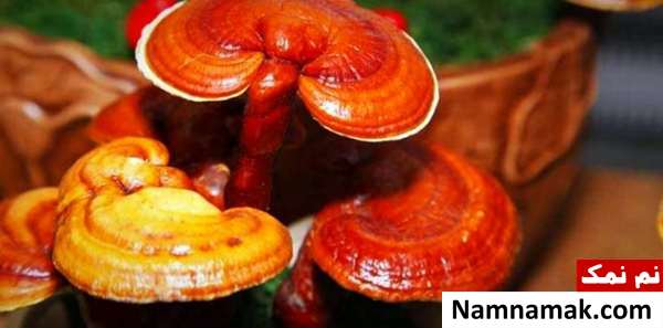 قارچ گانودرما برای حفظ تناسب اندام