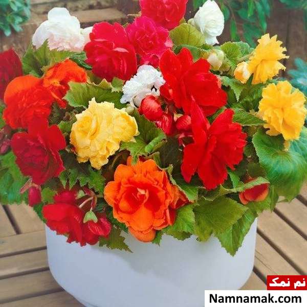 انواع مختلف گیاه بگونیا