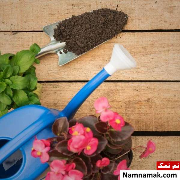 نگهداری گیاه بگونیا