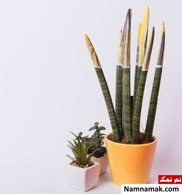 گیاه سانسوریا روش تکثیر گیاه سانسوریا
