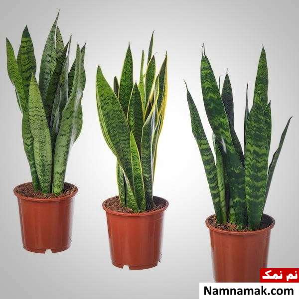 گیاه سانسوریا تکثیر و مراقبت از گیاه سانسوریا