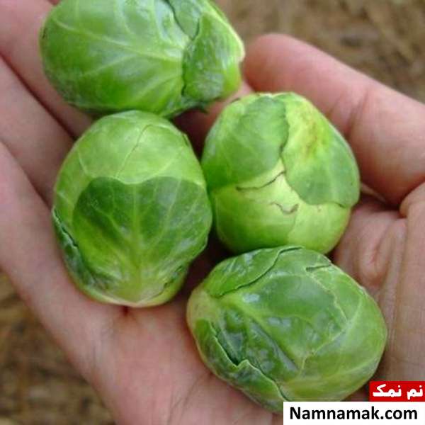 خواص کلم بروکسل مزایای کلم بروکسل برای موها