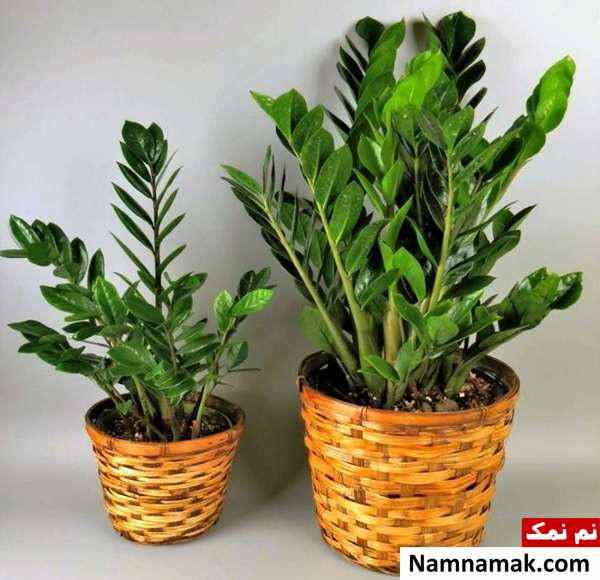انواع زامیفولیا گل زامیفولیا یا zz plant