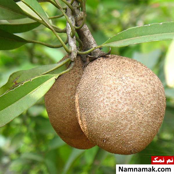 خواص میوه چیکو