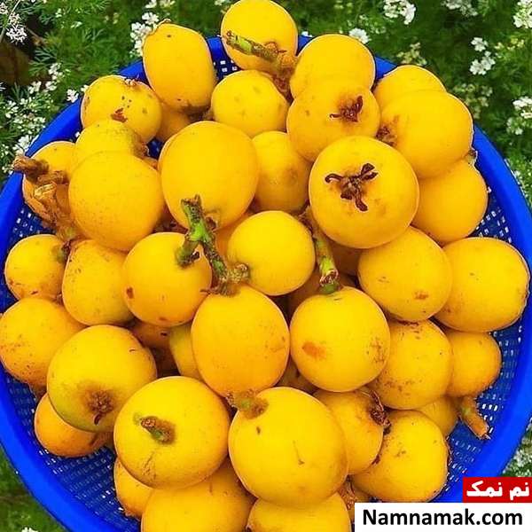 ازگیل برای دیابت فواید میوه ازگیل برای سلامت بدن