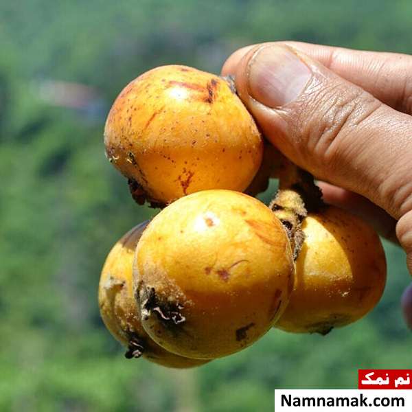 مصرف ازگیل فواید استفاده از ازگیل