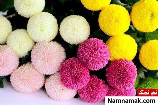 گل داوودی پومون انواع گونه های گل داوودی