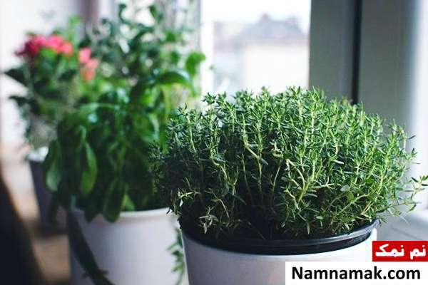 کاشت آویشن کاشت آویشن برای پیتزا