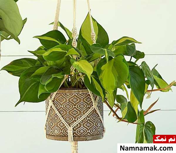 نحوه نگهداری و پرورش گل فیلودندرون