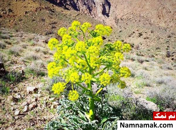خواص آنغوزه فواید آنغوزه