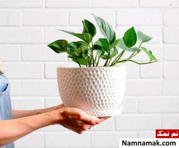پوتوس از گیاهان کاهنده آلودگی هوا