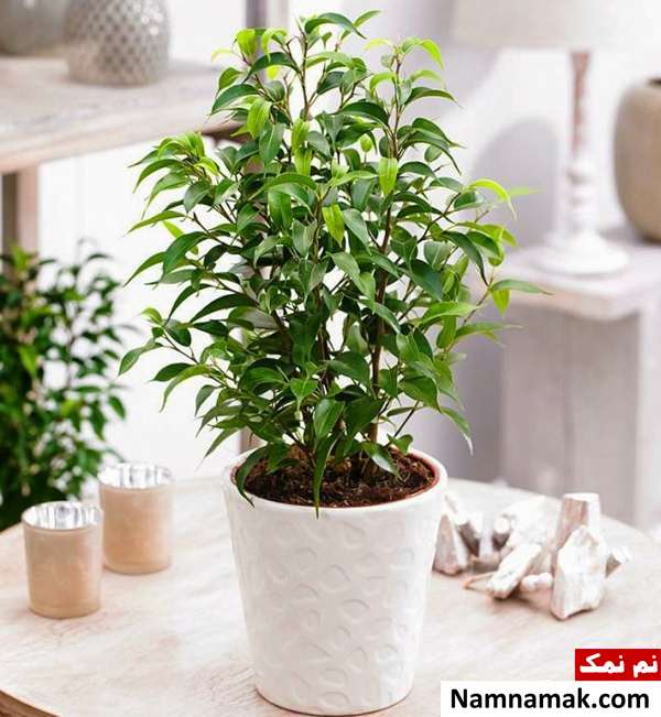 کاهش آلودگی هوای منزل با انجیر برگ ریز