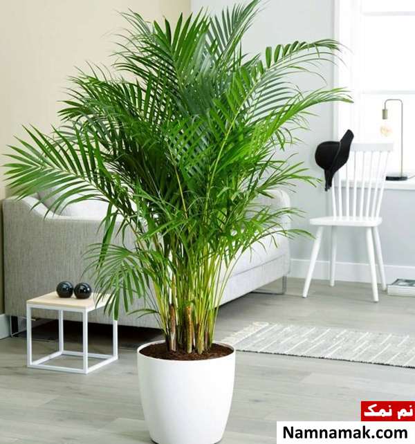 از بین بردن آلودگی هوای خانه با بامبو پالم