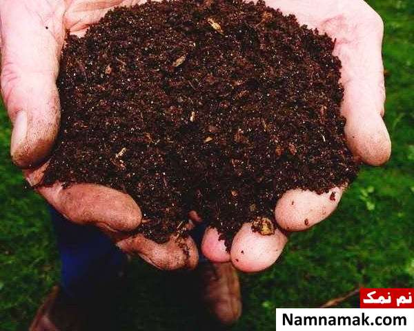کود گیاهی شرایط نگهداری گل آرالیای برگ پهن