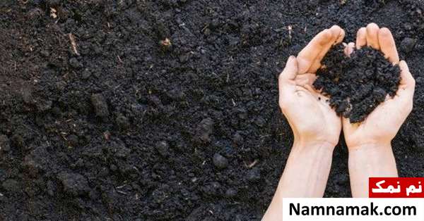 کود گیاهی برای فیکوس الاستیکا