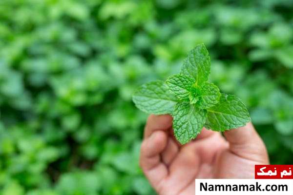 نعناع برای بوی خوب تخت 