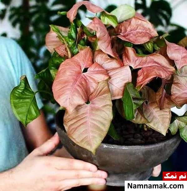 گیاه سینگونیم صورتی