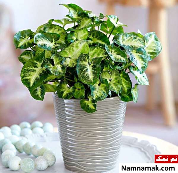 نگهداری گل سینگونیم