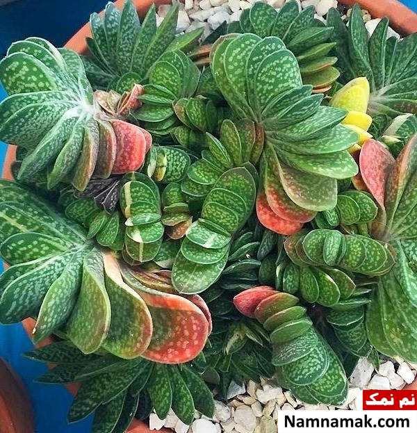 نگهداری گیاه گاستریا شرایط نگهداری گیاه گاستریا