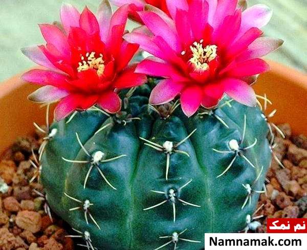 کاکتوس چانه 