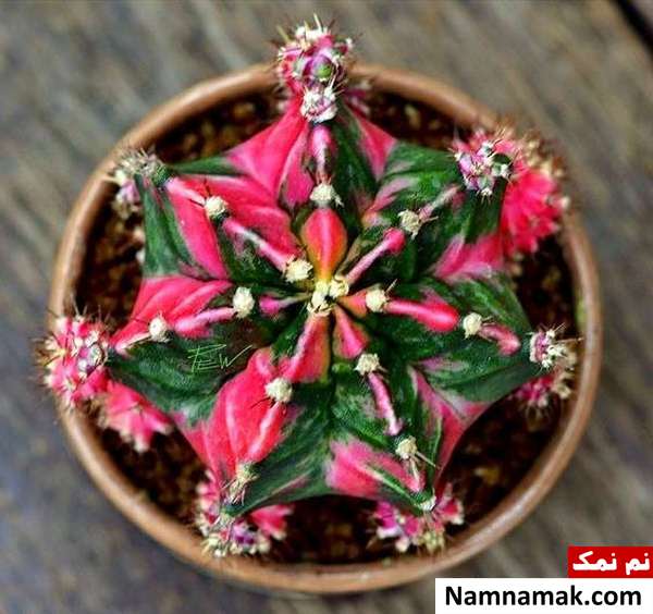 کاکتوس ژیمنوکالیسیم 
