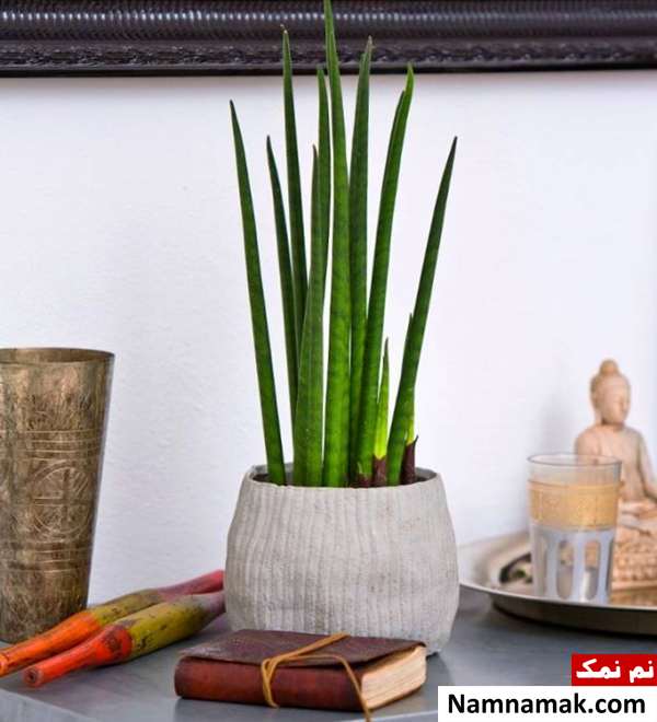 گلدان گل نیزه آفریقایی