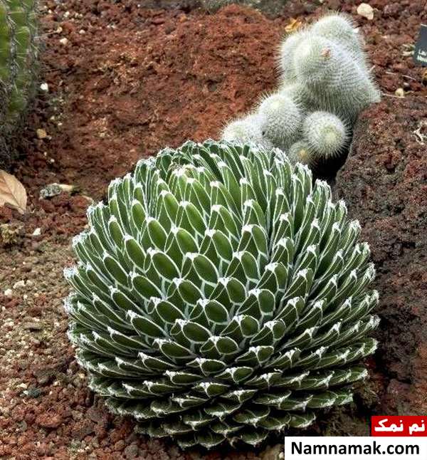 آگاو ویکتوریا انواع گیاه آگاو