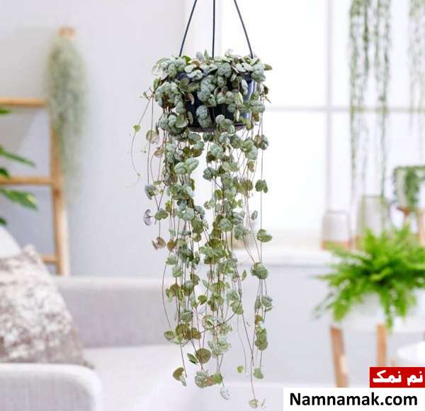 ceropegia شرایط نگهداری سروپژیا