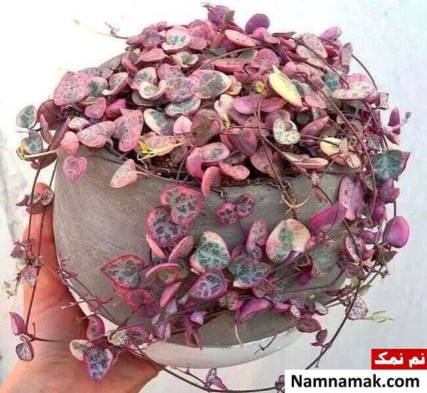 رشد گیاه سروپژیا نحوه تکثیر سروپژیا