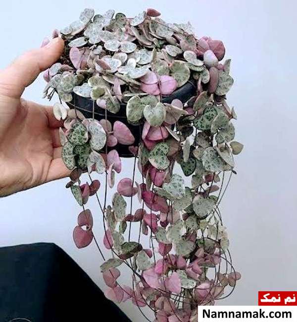 مشکلات سروپژیا مراقبت از گیاه سروپژیا