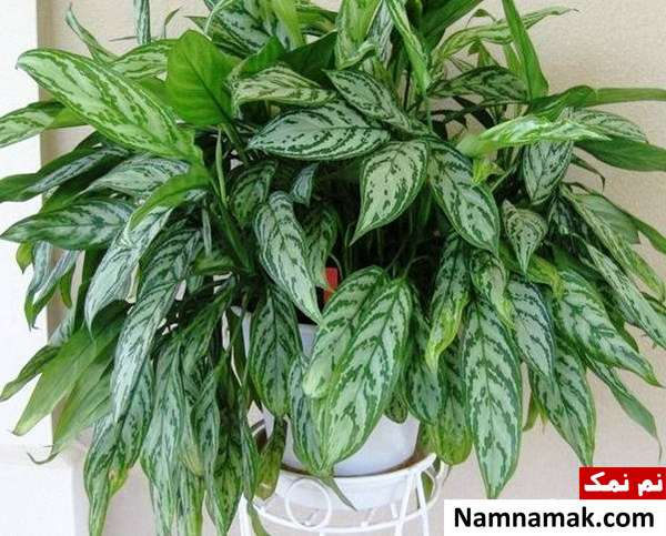 chinese evergreen شرایط نگهداری از گیاه آگلونما نخشید