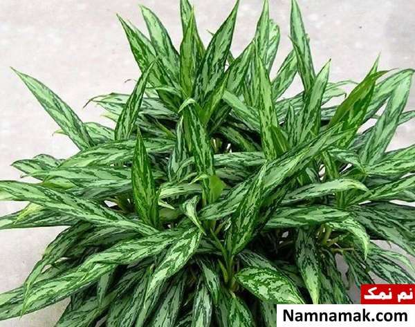 chinese evergreen aglaonema گیاه آپارتمانی chinese evergreen