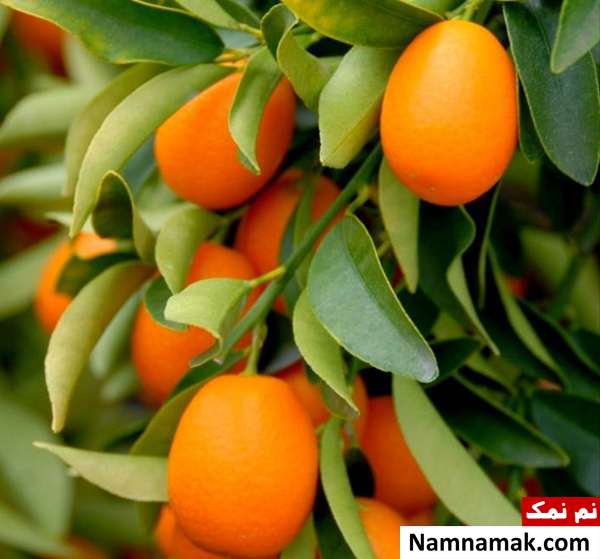 kumquat پورنج روش کاشت کامکوات