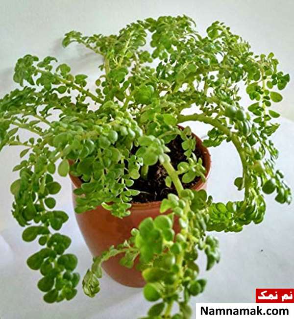 نگهداری از گیاه آپارتمانی ورنا یا پیله آ میکروفیلا
